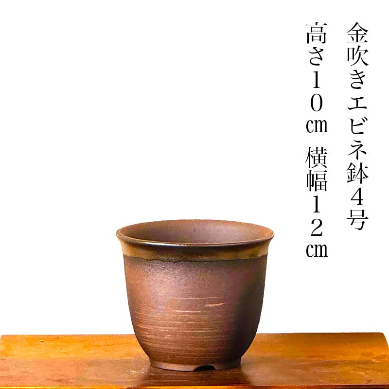 金木犀 銀木犀 樹齢5年 黒吹きエビネ鉢植え 送料無料 育て方ガイド付 日時指定可 大人気ギフト 癒し 植物 花が咲く 出産祝い 風水開運 盆栽 室内 初心者 引越し祝い 癒し 植物 父親 誕生日 プレゼント