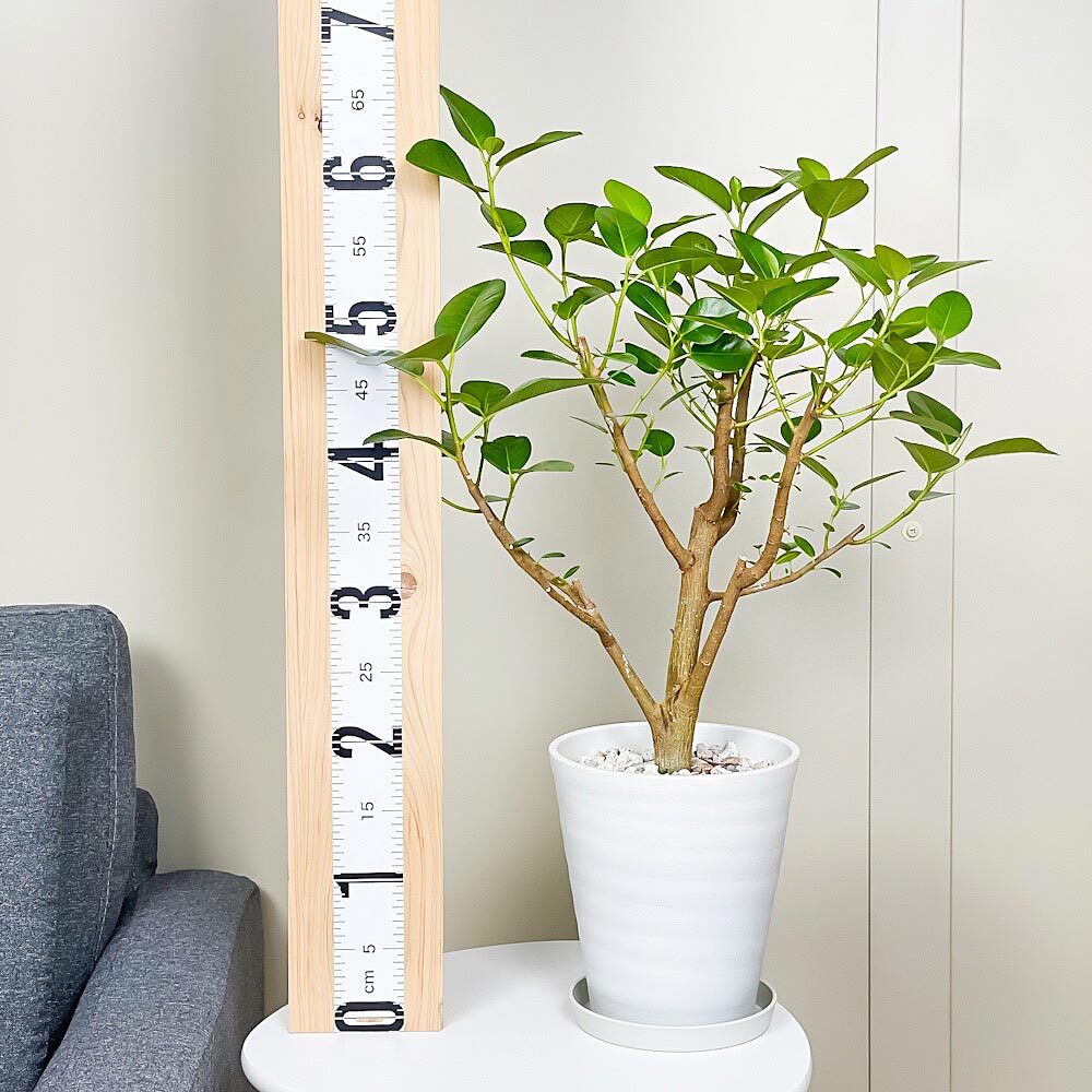 PLANCHU 観葉植物 フィカス ルビギノーサ 6号鉢 受け皿付き 育て方説明書付き Ficus rubiginosa フランスゴムノキ