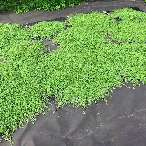 すくすくシート35平米とJピン350本セット １m×35m 完全植栽マニュアル付き クラピア 芝桜 マルチング