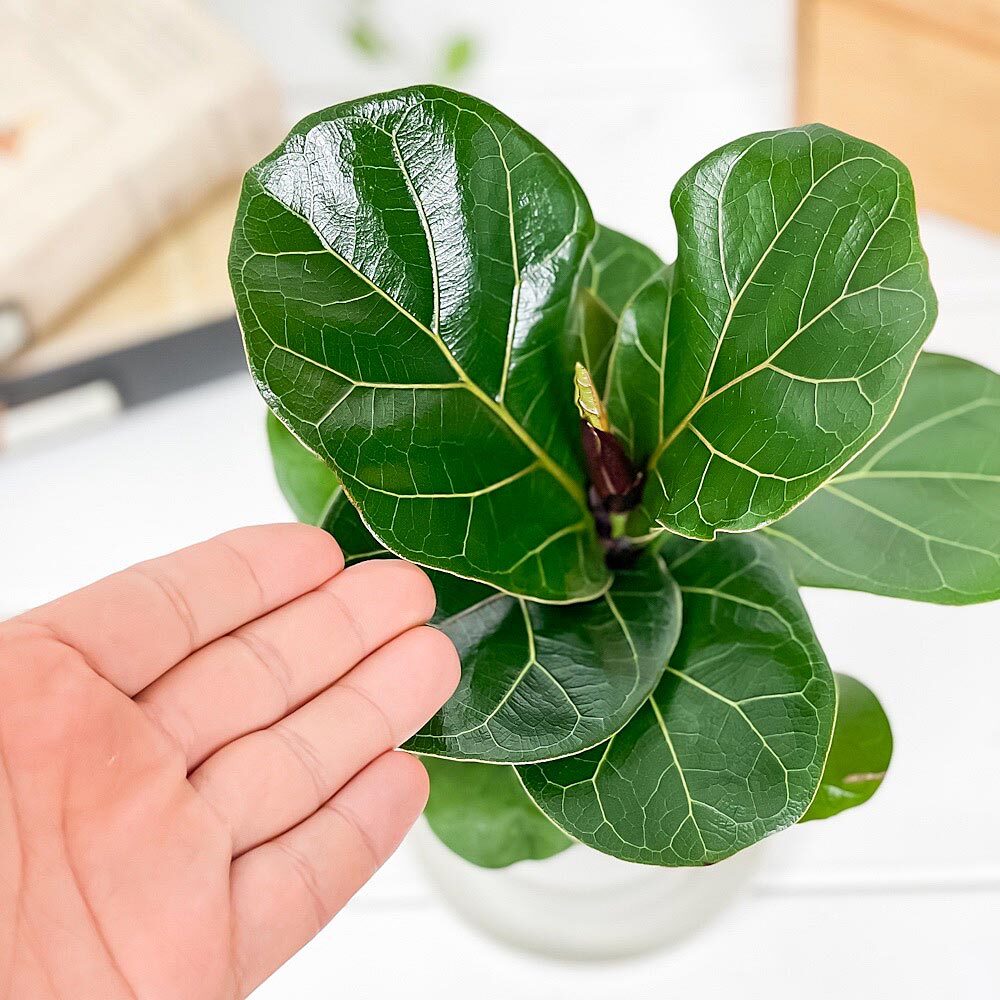 PLANCHU 観葉植物 フィカス リラータ 3.5号鉢 受け皿付き 育て方説明書付き Ficus lyrata カシワバゴムノキ