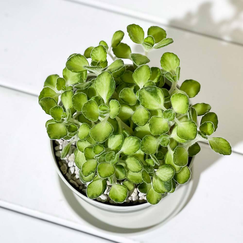 PLANCHU 観葉植物 アロマティカス ライムシャワー 3.5号鉢 受け皿付き 育て方説明書付き Plectranthus amboinicus 斑入り プレクトランサス ハーブ苗 虫除け植物