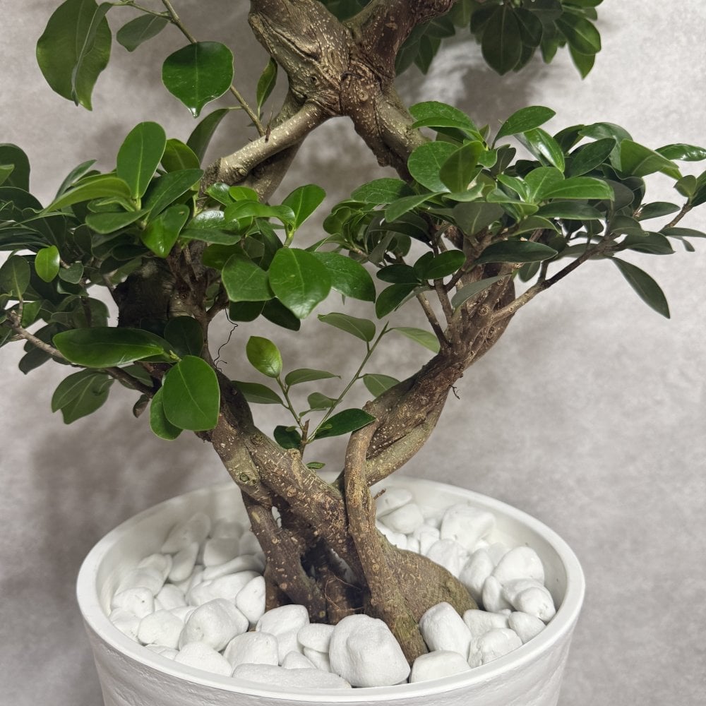 ガジュマル 観葉植物 八の字 8号鉢苗 大型 盆栽 末広がりの8の字 室内 珍しい 希少種 多幸の木 幸福をもたらす精霊が住むガジュマルの木 おしゃれなインテリア 結婚祝い 新築祝い 開店祝い 開業祝い 誕生日 母の日 父の日 記念日 プレゼントギフト 肥料別売り 敬老の日