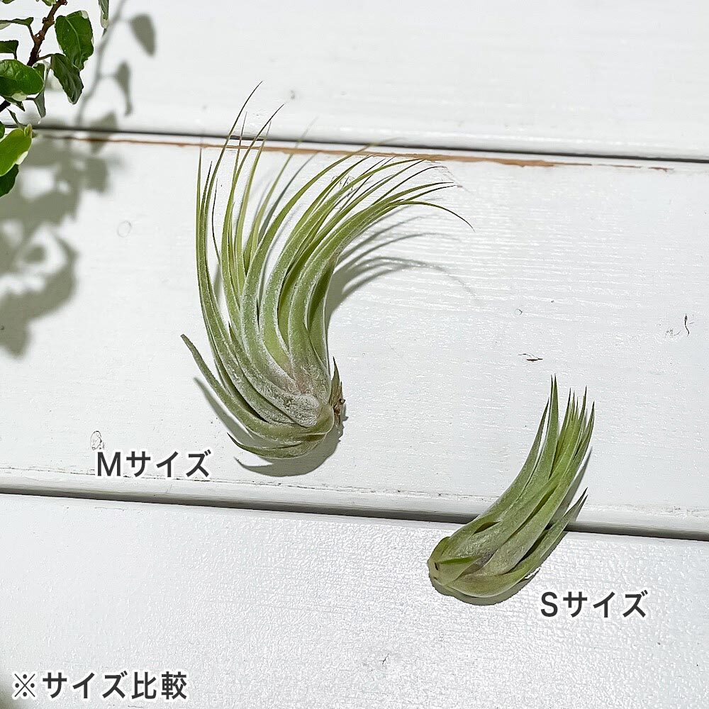 PLANCHU エアプランツ ティランジア コルビー Mサイズ 1株 W4×H6cm前後 育て方説明書付き Tillandsia scaposa スカポーサ エアープランツ チランジア