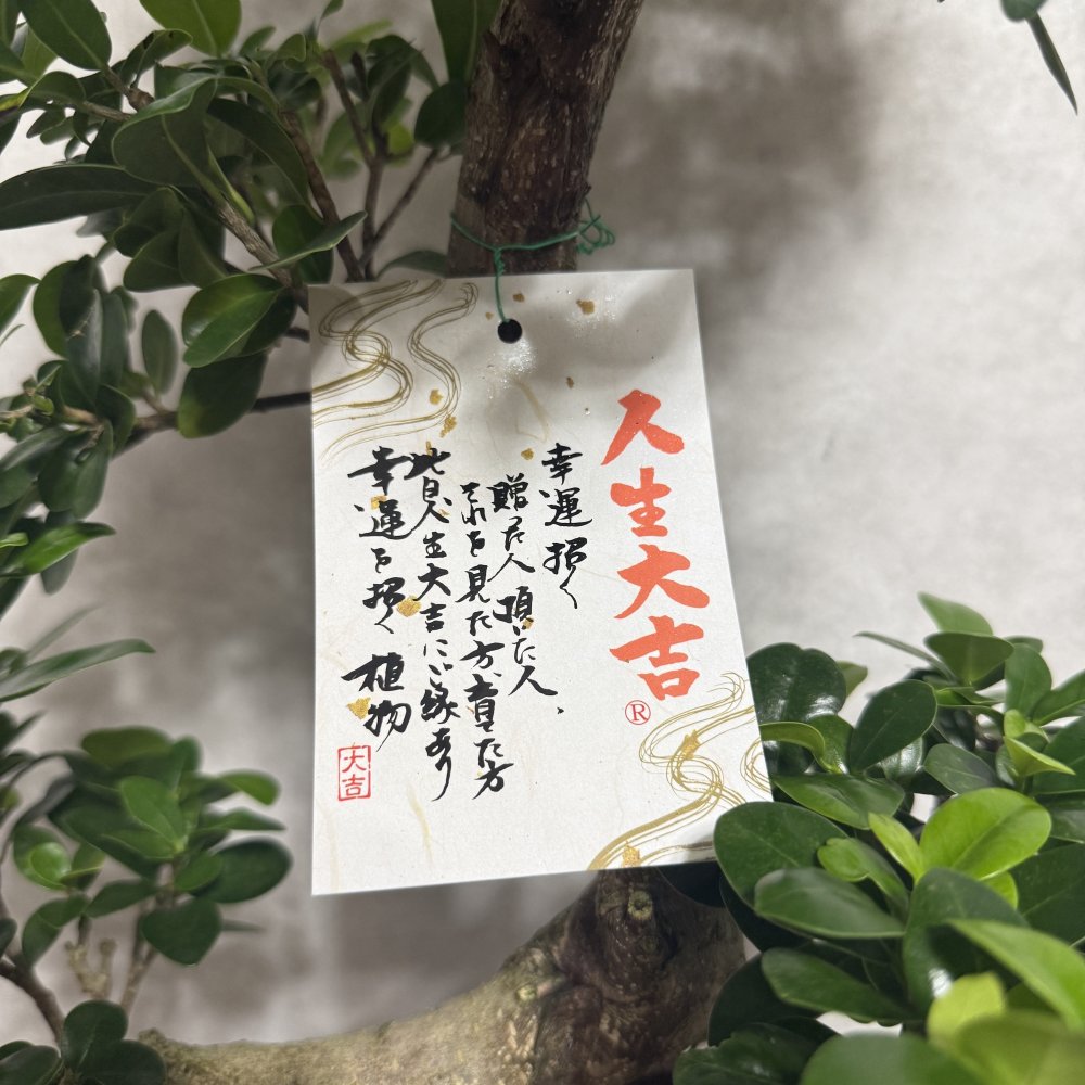 現品 ガジュマル 観葉植物 曲がり 8号鉢苗 大型 盆栽 登り樹 昇り竜 室内 珍しい 希少種 多幸の木 幸福をもたらす精霊が住むガジュマルの木 おしゃれなインテリア 結婚祝い 新築祝い 開店祝い 開業祝い 誕生日 母の日 父の日 記念日 プレゼントギフト 肥料別売り 敬老の日