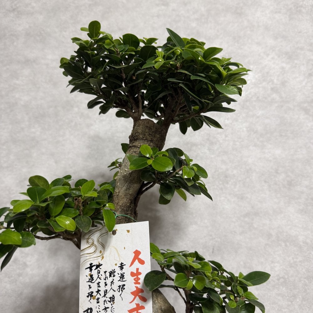現品 ガジュマル 観葉植物 曲がり 8号鉢苗 大型 盆栽 登り樹 昇り竜 室内 珍しい 希少種 多幸の木 幸福をもたらす精霊が住むガジュマルの木 おしゃれなインテリア 結婚祝い 新築祝い 開店祝い 開業祝い 誕生日 母の日 父の日 記念日 プレゼントギフト 肥料別売り 敬老の日