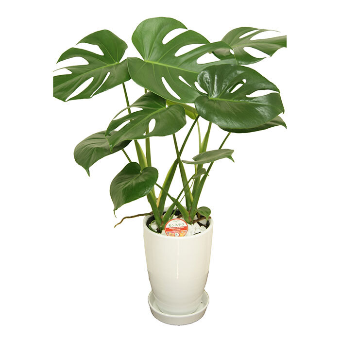 モンステラ 6号 丸陶器 高さ約65cm 観葉植物
