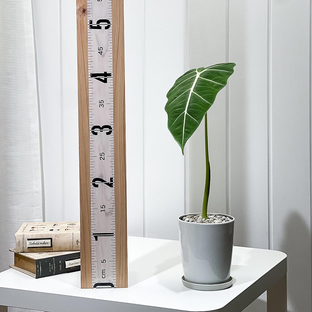 PLANCHU 観葉植物 アロカシア グリーンベルベット 4号鉢 受け皿付き 育て方説明書付き Alocasia ‘Green Velvet’ アロイド