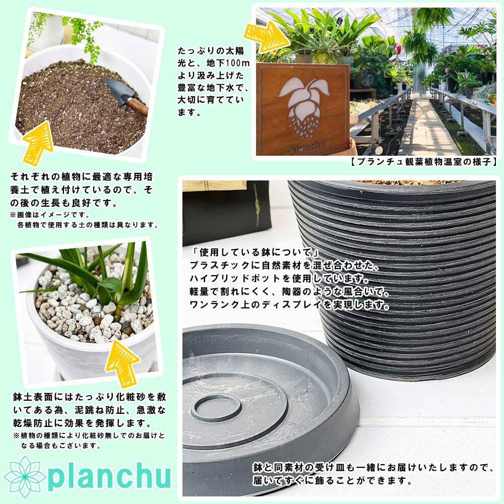PLANCHU 観葉植物 ビルベルギア ダースベイダー 4号樹脂鉢 受け皿付き 育て方説明書付き Billbergia ‘Darth Vader’ ブロメリア
