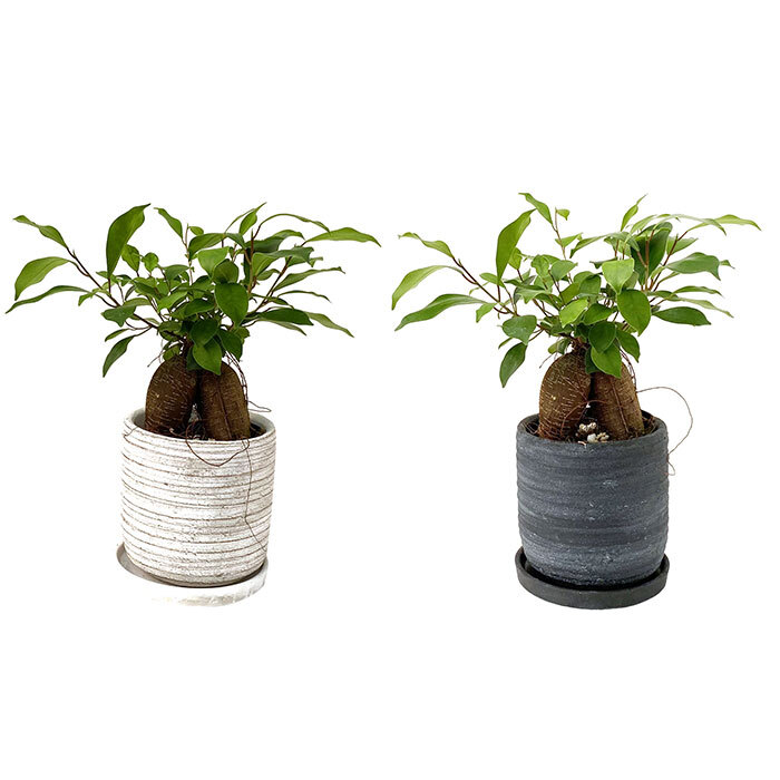 ガジュマル 5号 利休陶器 高さ約35cm 観葉植物