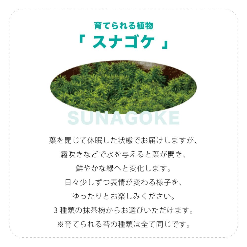 抹茶碗 苔栽培キット スナゴケ 植物 陶器 コケ グリーン スターターセット オブジェ 置物 おしゃれ インテリア 雑貨 ギフト プレゼント 男性 女性 父の日 母の日 敬老の日 誕生日 ラッピング対応 無料ラッピング