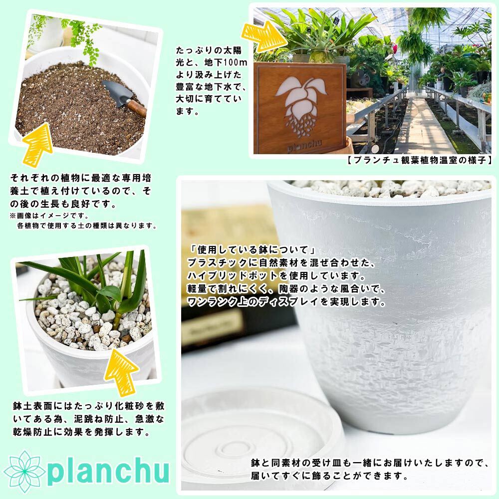 PLANCHU 観葉植物 コーヒーノキ アラビカ 5号樹脂鉢 ホワイト サスティー付き 受け皿付き 育て方説明書付き Coffea arabica コーヒーの木 珈琲の木 アラビカコーヒー