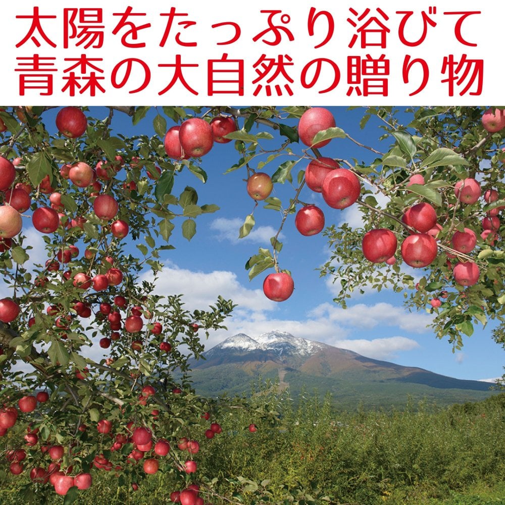 青森県産　りんご　世界一　特大　訳あり　10kg　全国送料無料