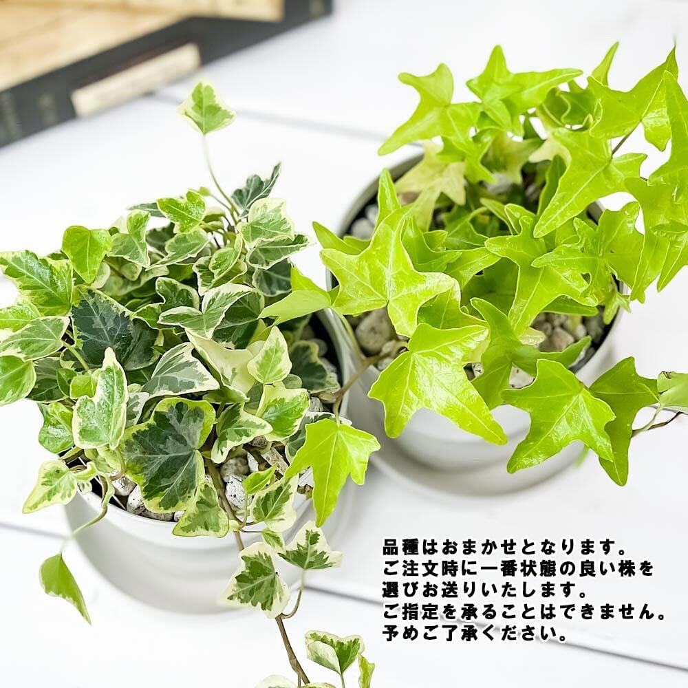 PLANCHU 観葉植物 ヘデラ ヘリックス 品種おまかせ 3.5号鉢 受け皿付き 育て方説明書付き Hedera helix cv. セイヨウキヅタ アイビー