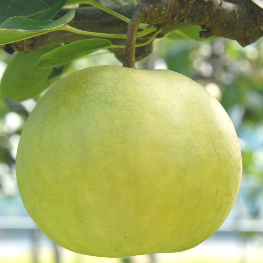 【予約：9月中旬〜随時発送】にいがた和梨 新碧-しんみどり- 約2kg 化粧箱入 (3〜5玉) ギフト プレゼント お中元 お歳暮 出産祝い 内祝い お誕生日 御祝 御礼 母の日 父の日 敬老の日 記念日 手土産 季節の贈り物【送料無料】