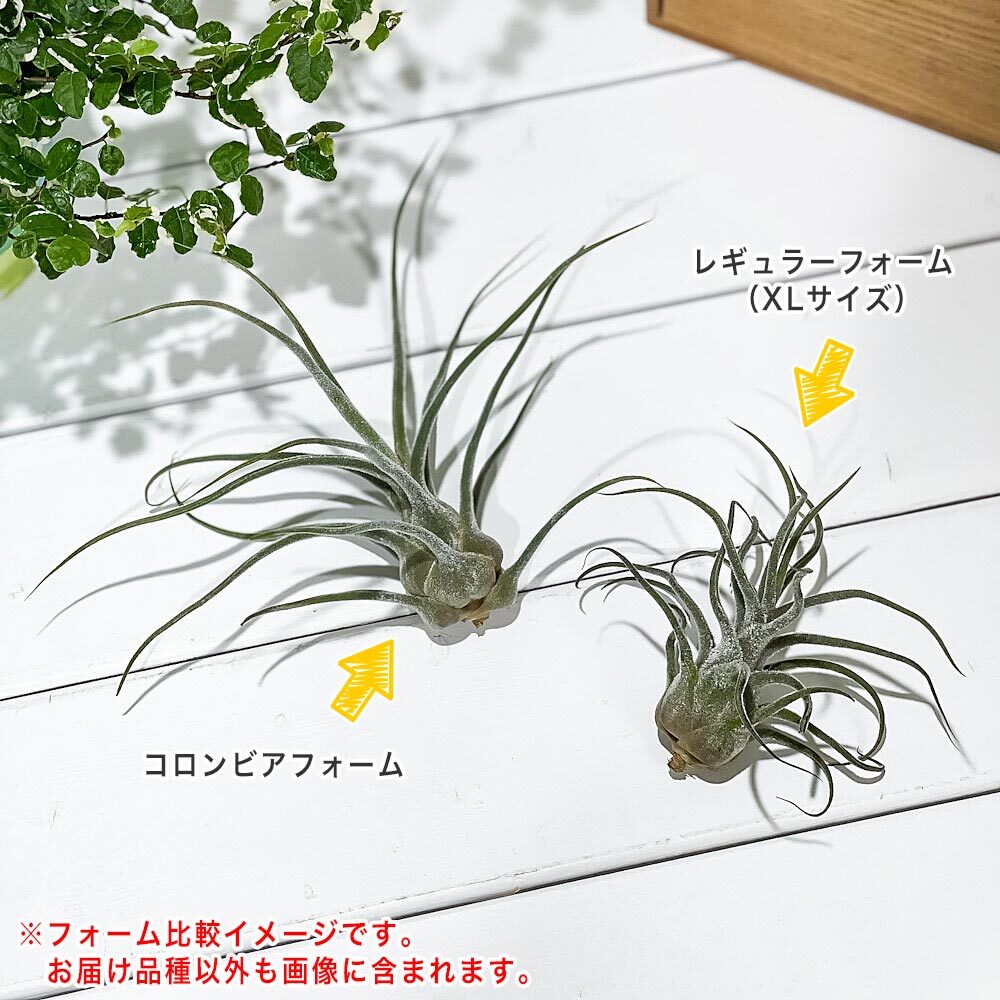 PLANCHU エアプランツ ティランジア プルイノーサ コロンビアフォーム 1株 W15×H15cm前後 育て方説明書付き Tillandsia pruinosa Colombia Form エアープランツ チランジア