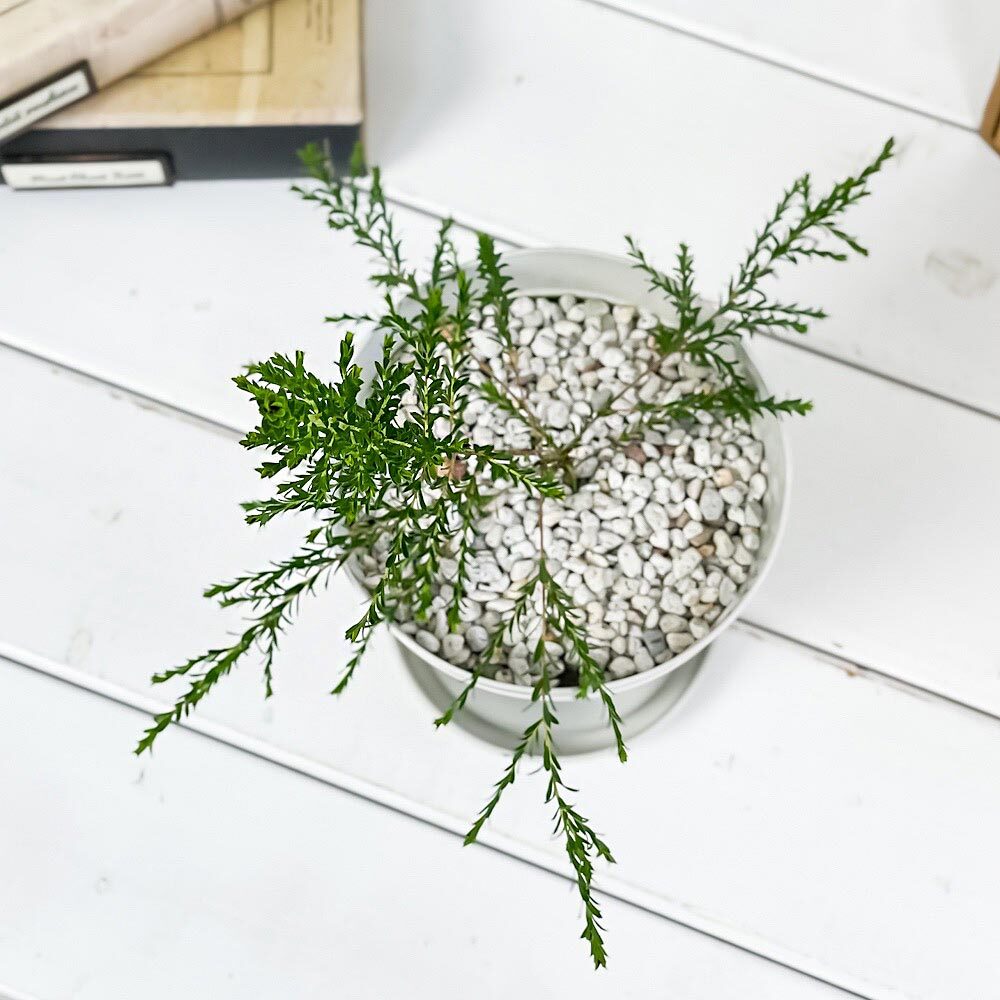 虫除け植物 モスキートブロッカー 4号鉢 3鉢セット 受け皿付き 育て方説明書付き Leptospermum liversidgei レプトスペルマム オージープランツ ハーブ苗 PVP