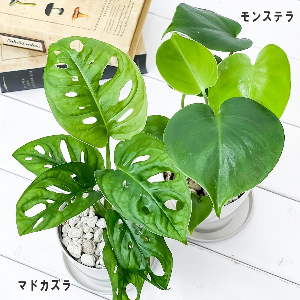 観葉植物 モンステラ ＆ マドカズラ 2種セット 3.5号鉢 受け皿付き 育て方説明書付き