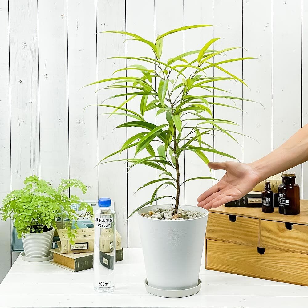 PLANCHU 観葉植物 フィカス アムステルゴールド 6号鉢 受け皿付き 育て方説明書付き Ficus binnendijkii ‘Amstel Gold’ ショウナンゴムノキ アムステルダムゴールド