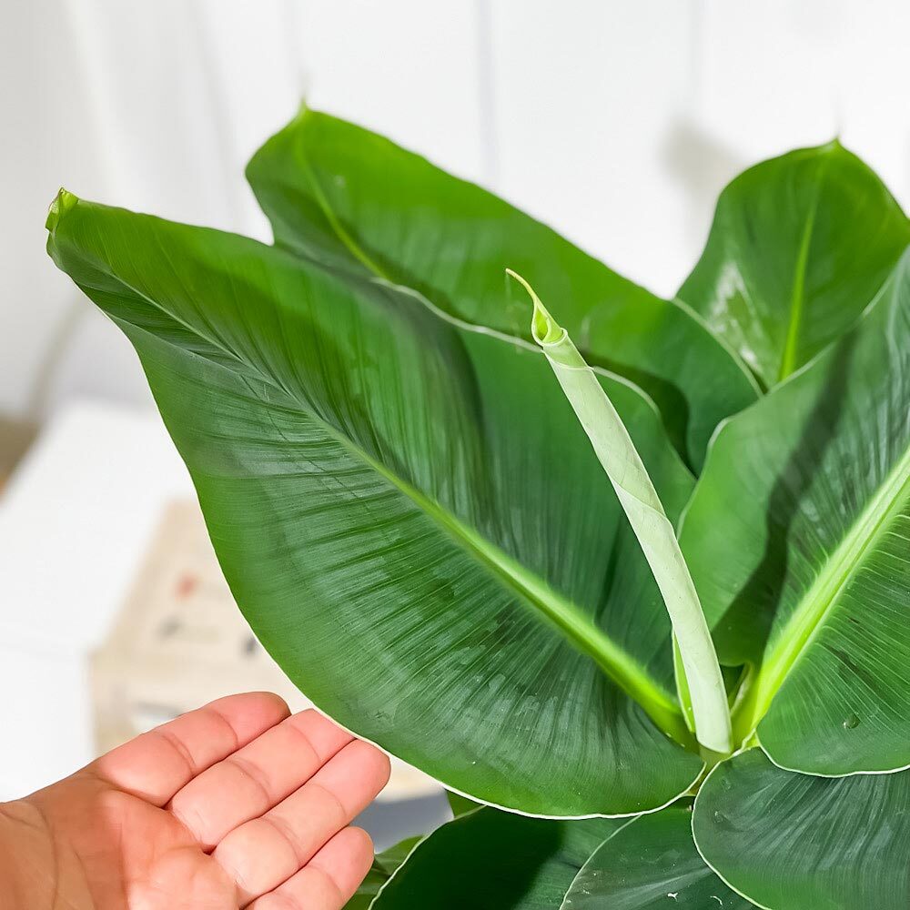 PLANCHU 熱帯果樹 ムサ サンジャクバナナ 6号鉢 受け皿付き 育て方説明書付き Musa acuminata ‘Dwarf Cavendish’ サンジャクバナナ バナナの木 苗 観葉植物