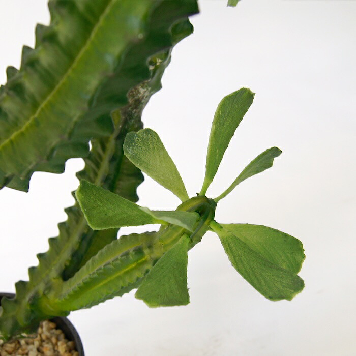 観葉植物 造花 ユーフォルビア BROWN 全高約112cm 中型 フェイクグリーン 本物そっくり おしゃれ インテリア 人工観葉植物 アーティフィシャルグリーン オフィス 店舗 ホテル 開店祝い 室内 多肉植物 フェイク