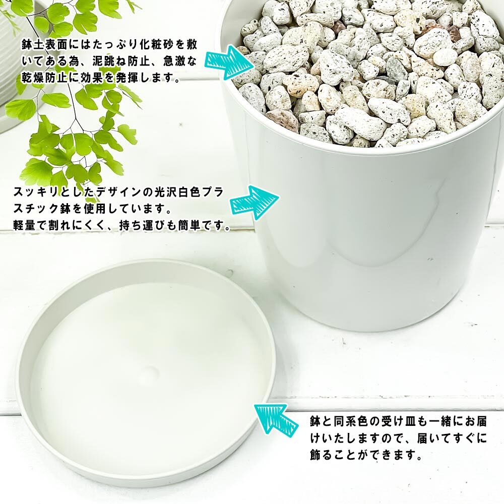 PLANCHU 観葉植物 カラジウム バイカラーフラミンゴ 4号鉢 受け皿付き 育て方説明書付き Caladium ‘Bicolor Flamingo’ カラディウム カラジューム アロイド