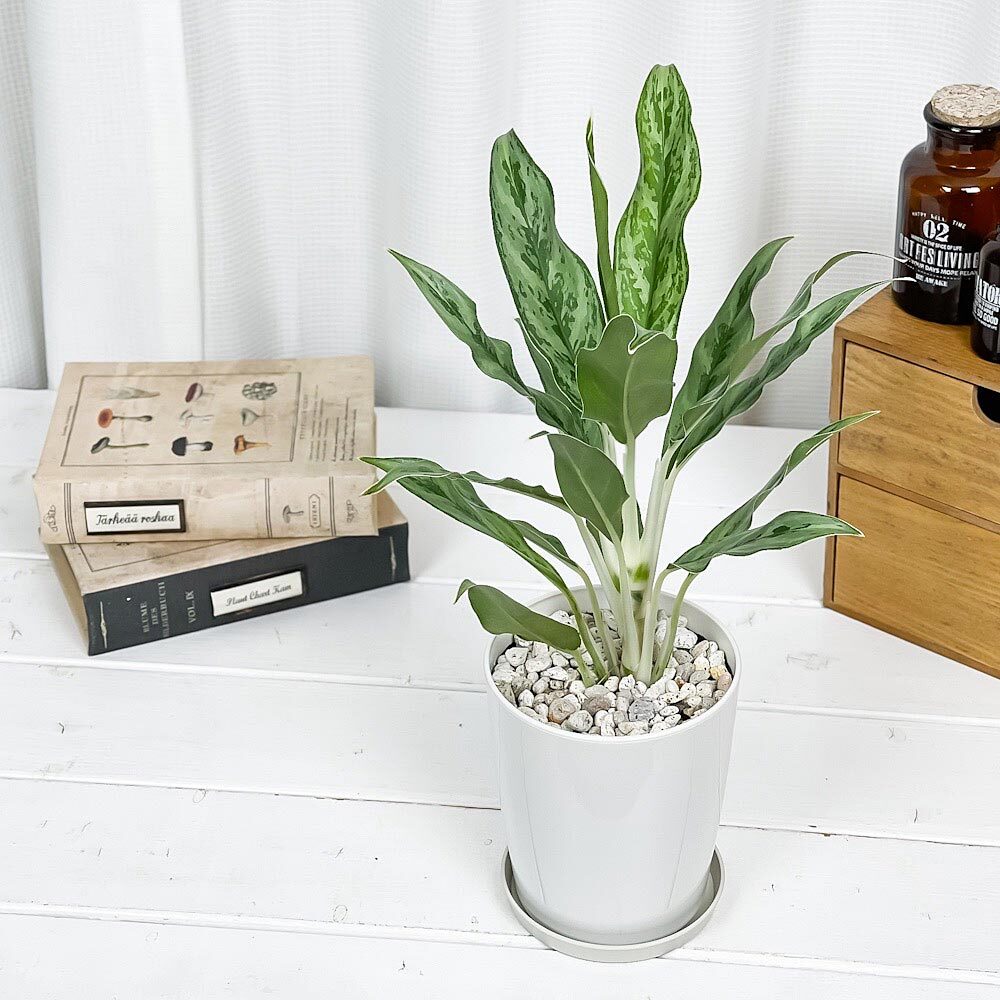 PLANCHU 観葉植物 アグラオネマ ゴースト 4号鉢 受け皿付き 育て方説明書付き Aglaonema ‘Ghost’ 幸せを招くタイの宝石 アロイド