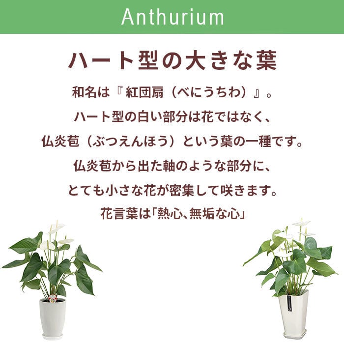 アンスリウム 白 シエラホワイト 6号 角プラ 高さ約60cm 観葉植物