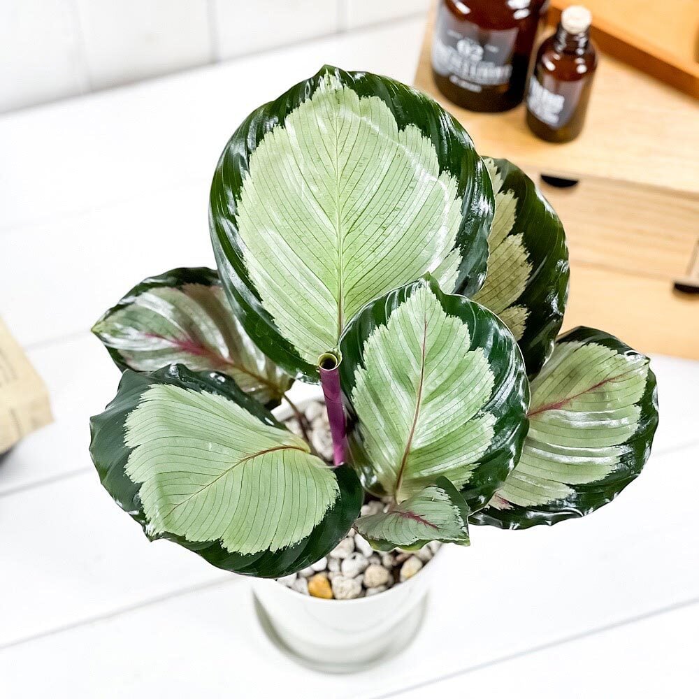 PLANCHU 観葉植物 カラテア ノーザンライト 4号鉢 受け皿付き 育て方説明書付き Calathea ‘Northern lights’