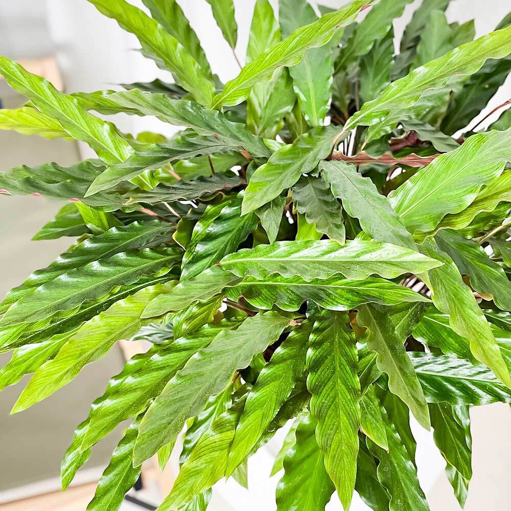 PLANCHU 観葉植物 カラテア ルフィバルバ 8号鉢 受け皿付き 育て方説明書付き Calathea rufibarba  大鉢 大株 充実株
