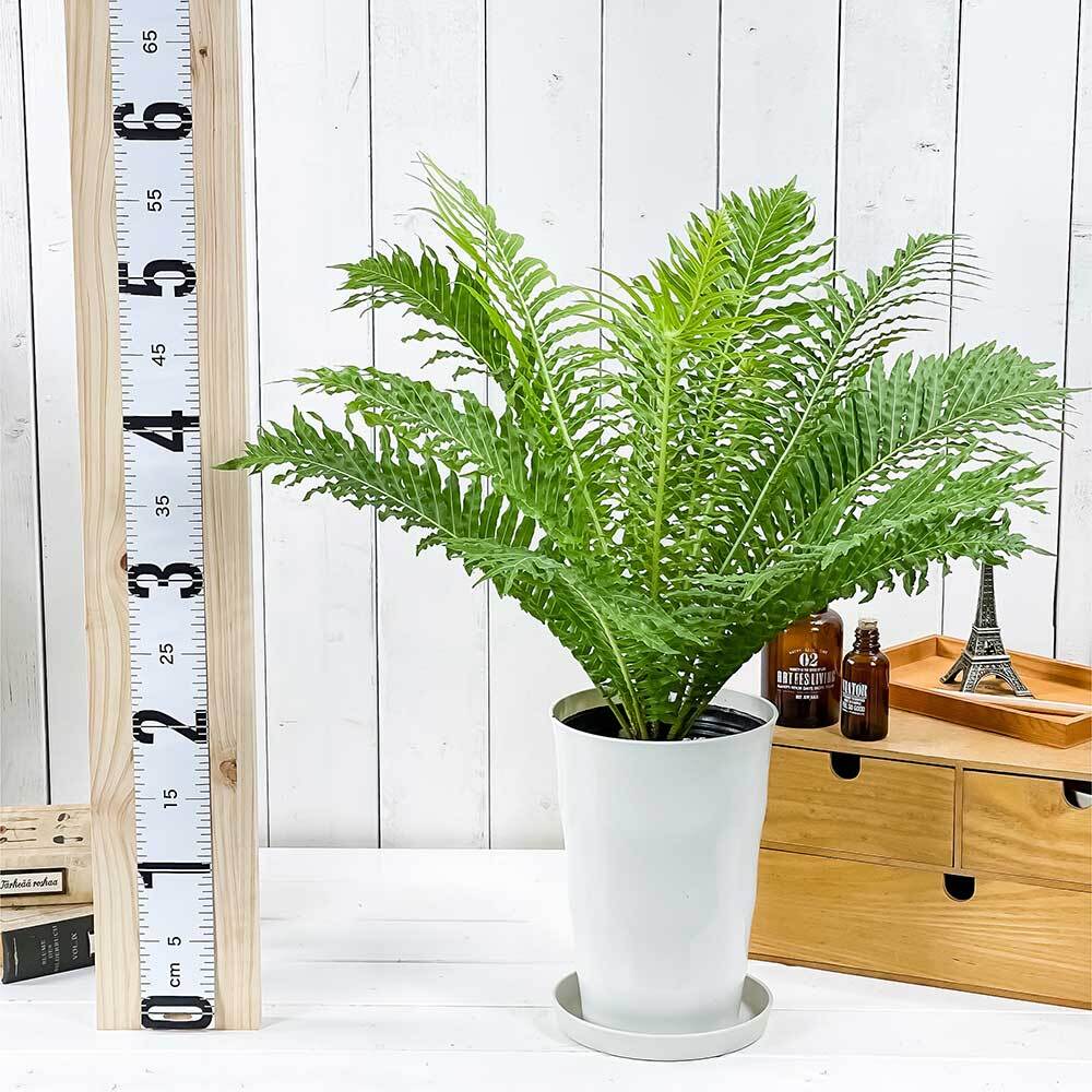 PLANCHU 観葉植物 ブレクナム シルバーレディ 6号鉢 受け皿付き 育て方説明書付き Blechnum gibbum ‘Silver Lady’ シダ植物