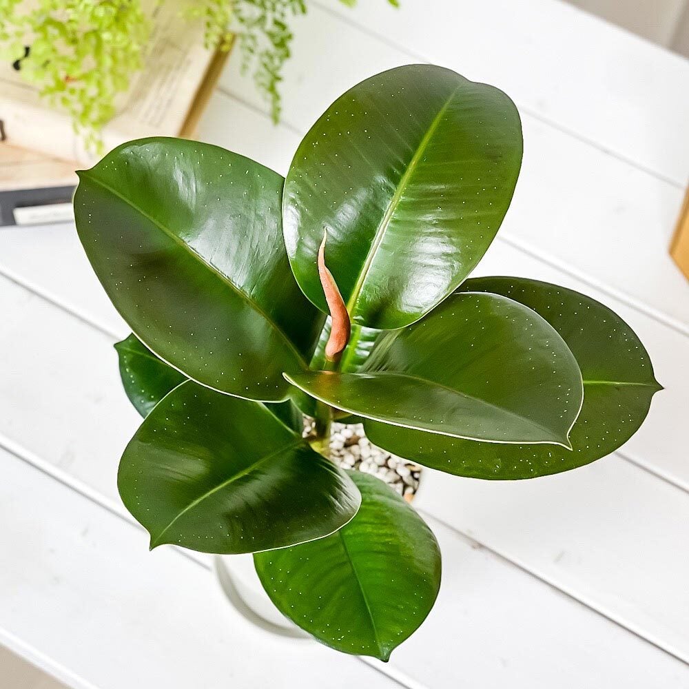 PLANCHU 観葉植物 フィカス ソフィア 4号鉢 受け皿付き 育て方説明書付き Ficus elastica ‘Sofia’ インドゴムノキ