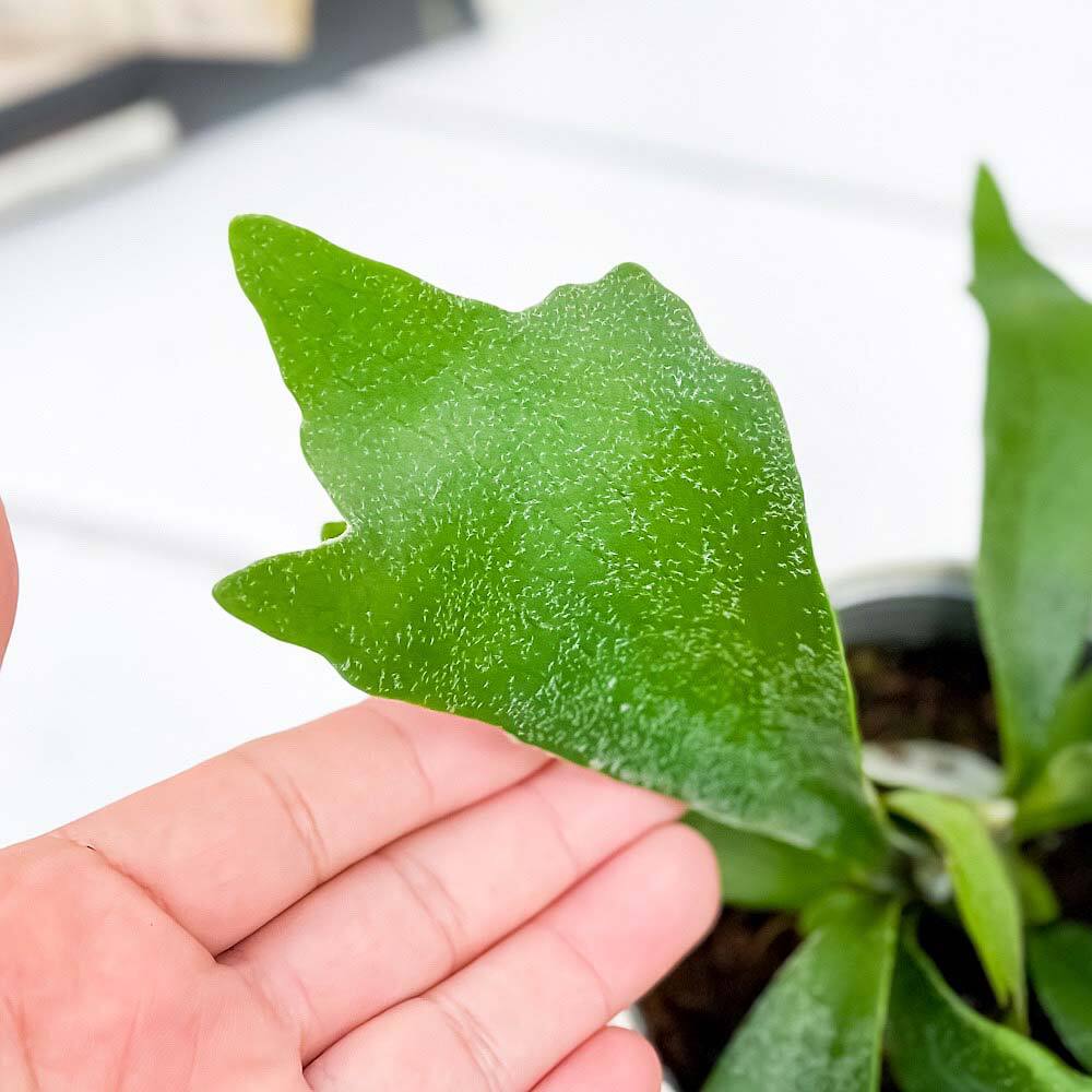 PLANCHU 観葉植物 プラティケリウム アルキコルネ 3.5号鉢 受け皿付き 育て方説明書付き Platycerium alcicorne アルシコルネ ビカクシダ コウモリラン シダ植物