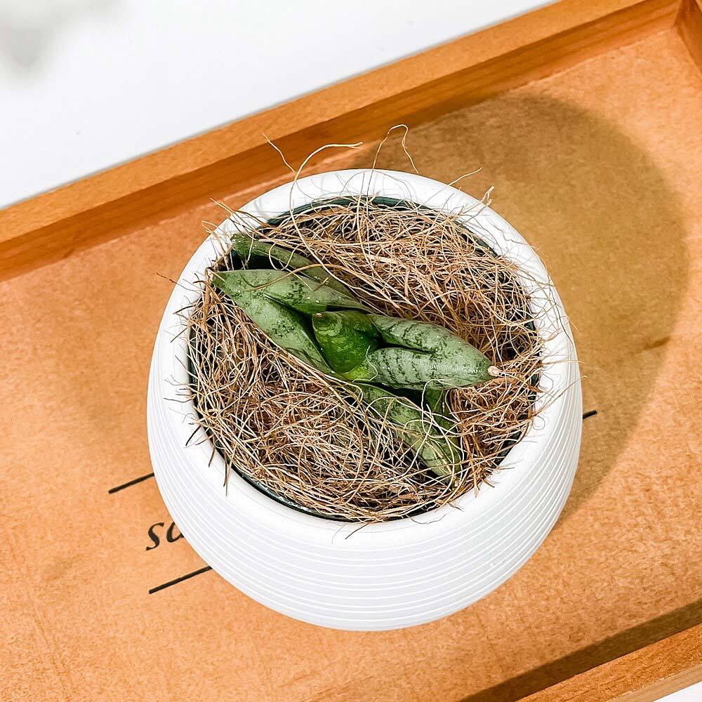 PLANCHU 多肉植物 サンセベリア ボンセレンシス スーパードワーフ 3号丸鉢 受け皿付き 育て方説明書付き Sansevieria ‘Boncellensis Super Dwarf’ サンスベリア
