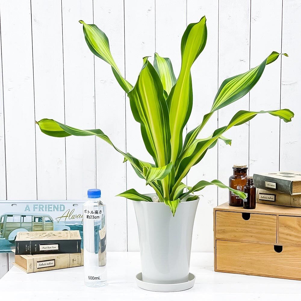 PLANCHU 観葉植物 ドラセナ ゴールドコード 6号鉢 受け皿付き 育て方説明書付き Dracaena ‘Gold Code’