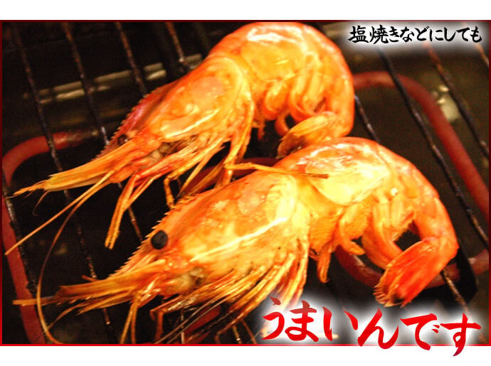 ボタンエビ 活 〆 オス 大中サイズ 1kg 秋 北海道 噴火湾産 送料無料※沖縄は送料別途加算
