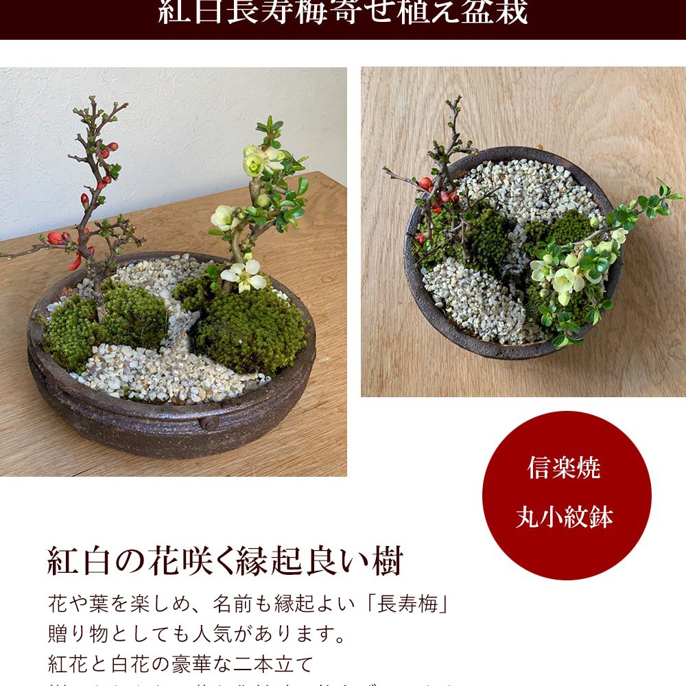 年に数回可憐な花が楽しめます【紅白長寿梅（コウハクチョウジュバイ）の寄せ植え盆栽（信楽焼鉢）】