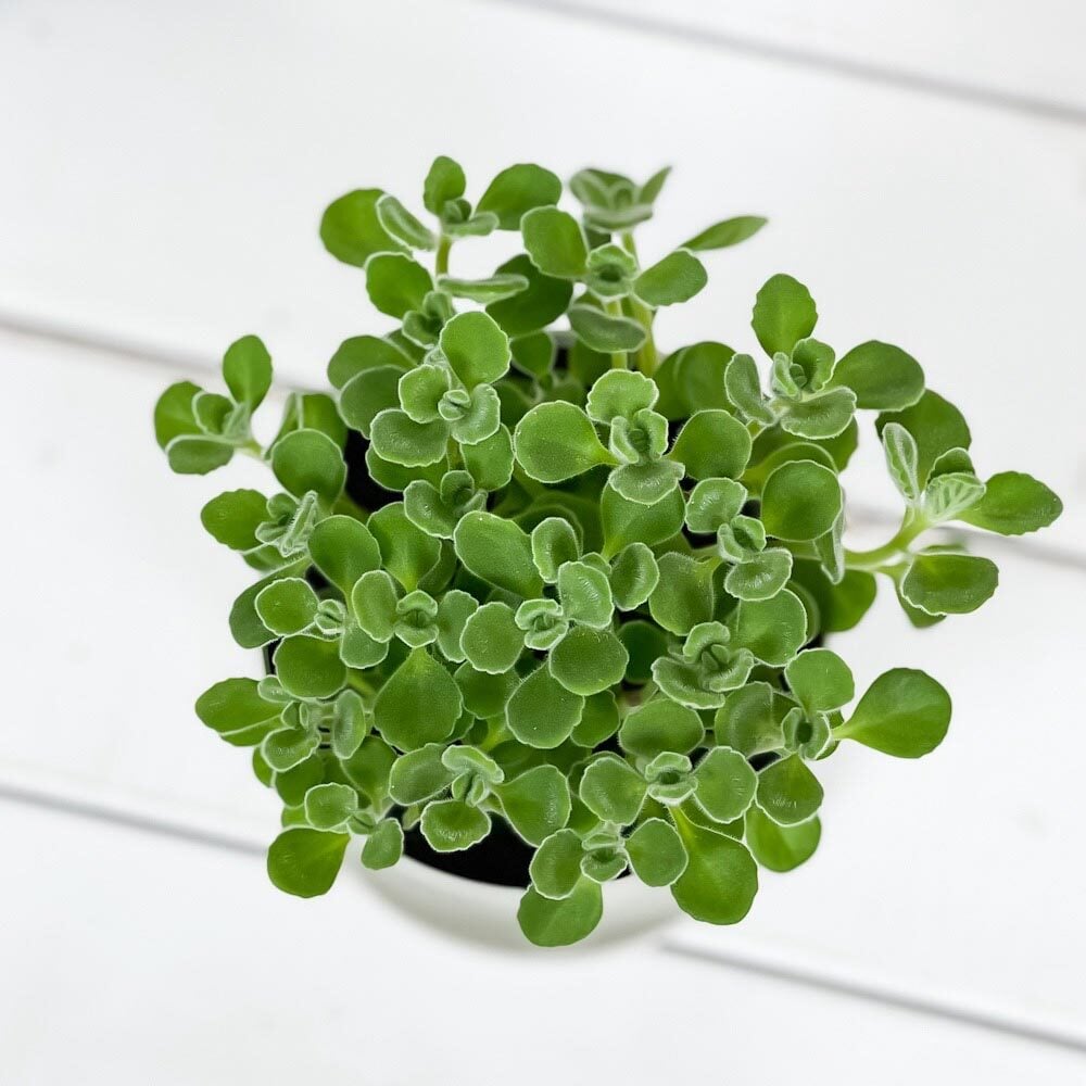 PLANCHU 観葉植物 プレクトランサス アロマティカス 3.5号鉢 受け皿付き 育て方説明書付き Plectranthus hadiensis ハーブ苗 虫除け植物