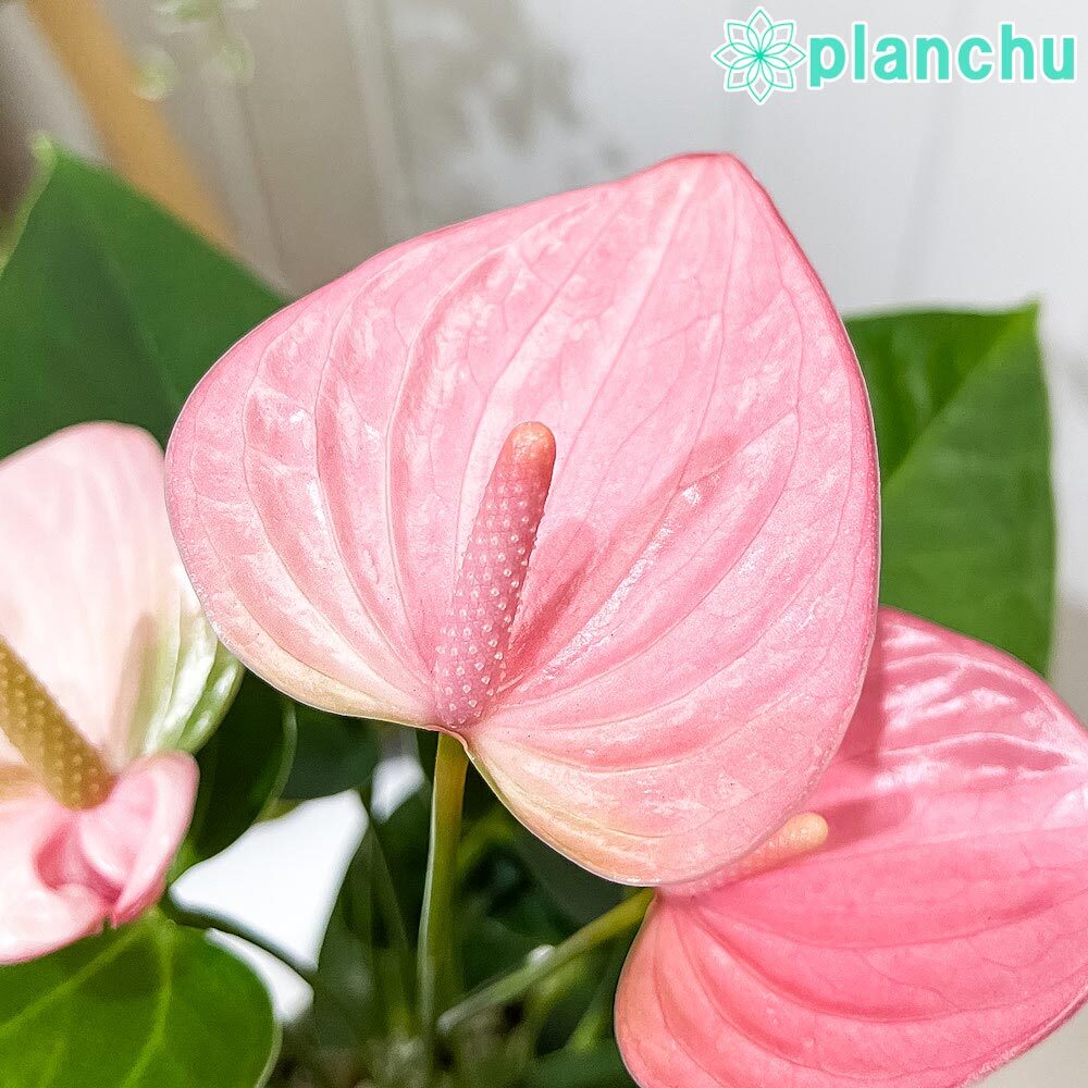 PLANCHU 観葉植物 アンスリウム ロイヤルピンクチャンピオン 4号鉢 受け皿付き 育て方説明書付き Anthurium andraeanum ‘Royal Pink Champion’ アンスリューム アロイド 鉢花 ピンク系
