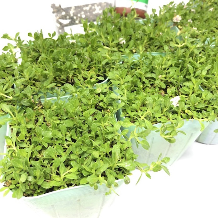 クラピア K5（薄桃）  20株 すくすくセット 完全植栽マニュアル付き 苗20ポット 肥料 活力剤 2種（有機入り一発果菜肥料、メネデール） イワダレソウ改良種 グランドカバー プランツ 雑草対策 庭 ガーデニング diy 緑化 おすすめ ガーデン 植物 多年草