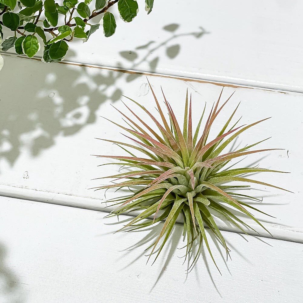 PLANCHU エアプランツ ティランジア イオナンタ ルブラ Mサイズ 1株 W7×H6cm前後 育て方説明書付き Tillandsia ionantha ‘Rubra’ エアープランツ チランジア