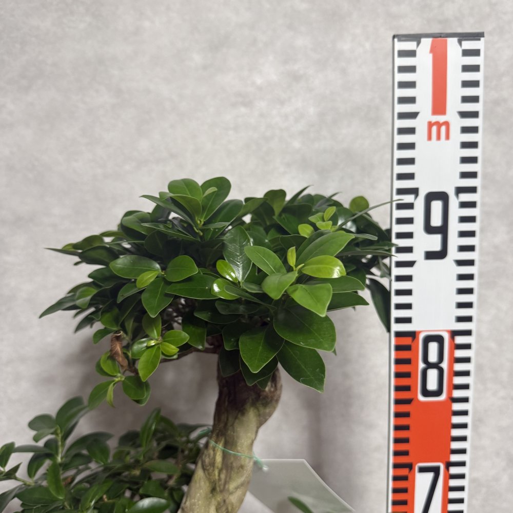 ガジュマル 観葉植物 八の字 8号鉢苗 大型 盆栽 末広がりの8の字 室内 珍しい 希少種 多幸の木 幸福をもたらす精霊が住むガジュマルの木 おしゃれなインテリア 結婚祝い 新築祝い 開店祝い 開業祝い 誕生日 母の日 父の日 記念日 プレゼントギフト 肥料別売り 敬老の日