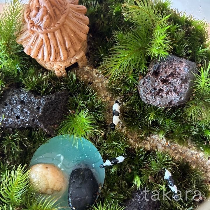 テラリウムキット 【湖がある牧場】 コケテラリウム おしゃれ 贈り物 ガラスボウル コケインテリア 母の日ギフト 手作りキット 創作キット 苔インテリア 苔リウム コケリウム 作成キット お誕生日 おうち時間 ステイホーム 敬老の日 ワークショップ 父の日 イベント