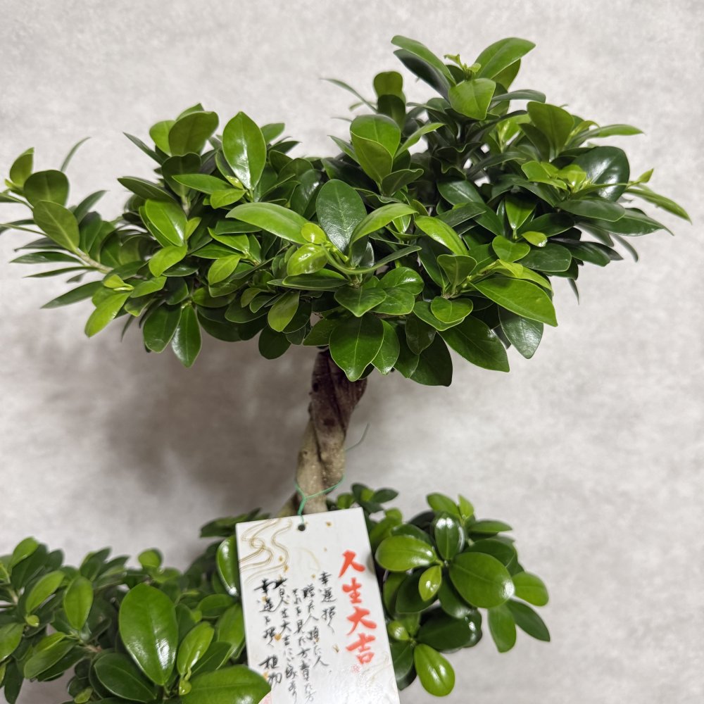 ガジュマル 観葉植物 八の字 8号鉢苗 大型 盆栽 末広がりの8の字 室内 珍しい 希少種 多幸の木 幸福をもたらす精霊が住むガジュマルの木 おしゃれなインテリア 結婚祝い 新築祝い 開店祝い 開業祝い 誕生日 母の日 父の日 記念日 プレゼントギフト 肥料別売り 敬老の日