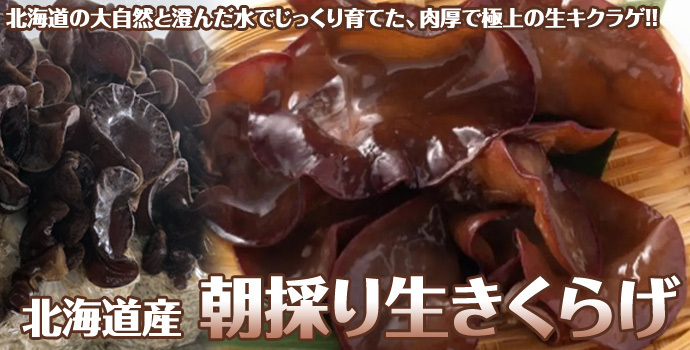 北海道産 朝採り生きくらげ 1kg 菌床栽培・無農薬 ぷりぷり肉質 送料無料 ※沖縄は送料別途加算