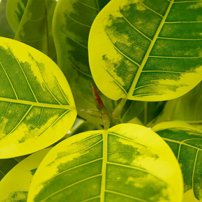 観葉植物 造花 フィカス アルテシマ BROWN 全高約190cm 大型 2本立ち フェイクグリーン 高級 本物そっくり リアル おしゃれ インテリア 人工観葉植物 アーティフィシャルグリーン シンボルツリー オフィス 店舗 ホテル 開店祝い 室内 リビング 玄関 風水 ゴムの木