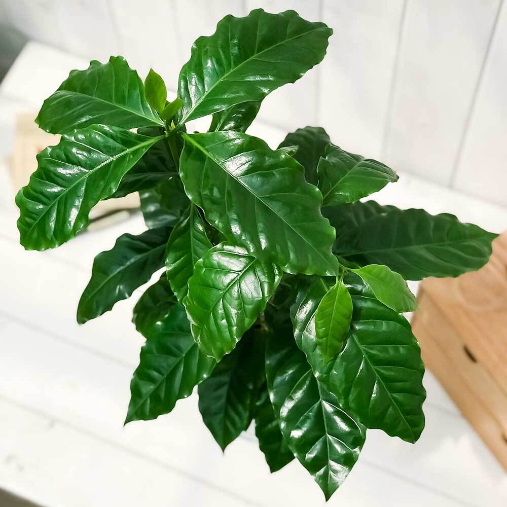PLANCHU 観葉植物 コーヒーノキ アラビカ 6号鉢 受け皿付き 育て方説明書付き Coffea arabica コーヒーの木 珈琲の木 アラビカコーヒー