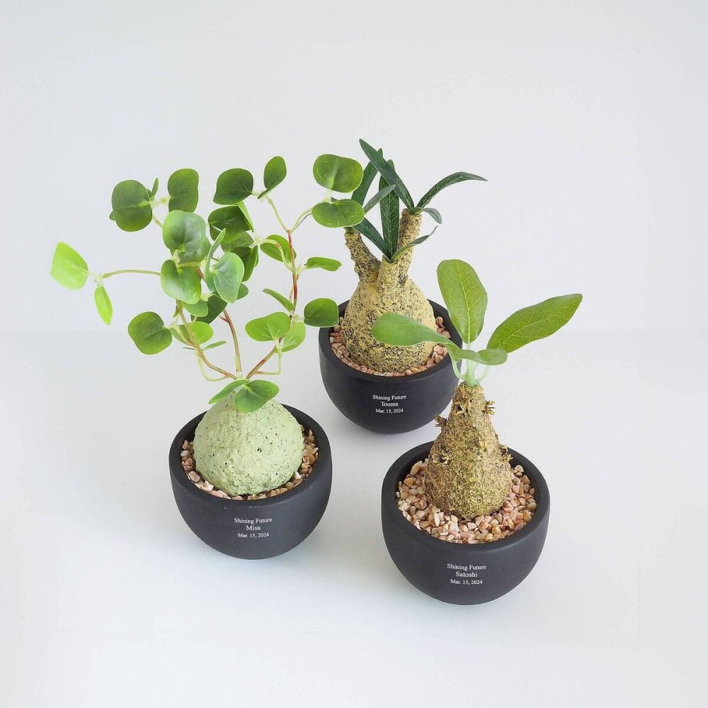 誕生日や記念日のプレゼントにおすすめ CT触媒コーデックス CT触媒 フェイクグリーン 人工観葉植物 造花 空気清浄 消臭 抗菌 インテリア 雑貨 おしゃれ ギフト