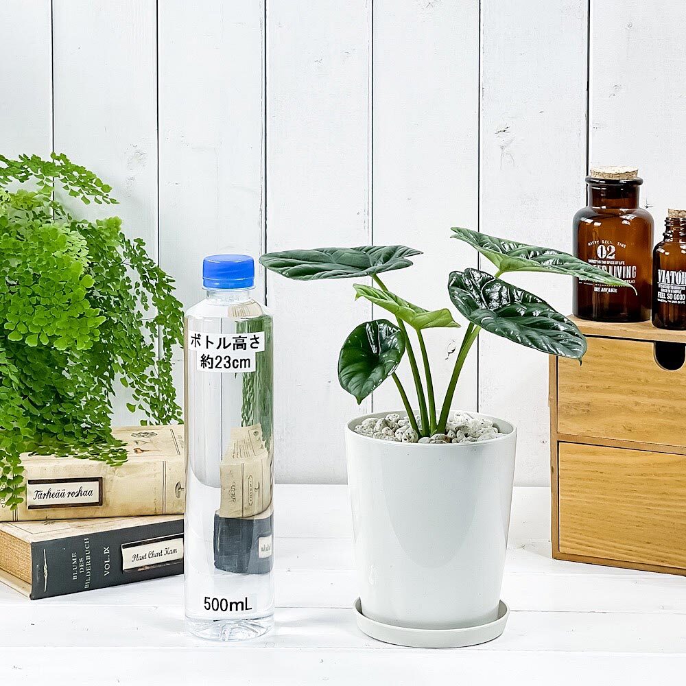 PLANCHU 観葉植物 アロカシア シヌアータ 4号鉢 受け皿付き 育て方説明書付き Alocasia sinuata アロイド ブルラータ