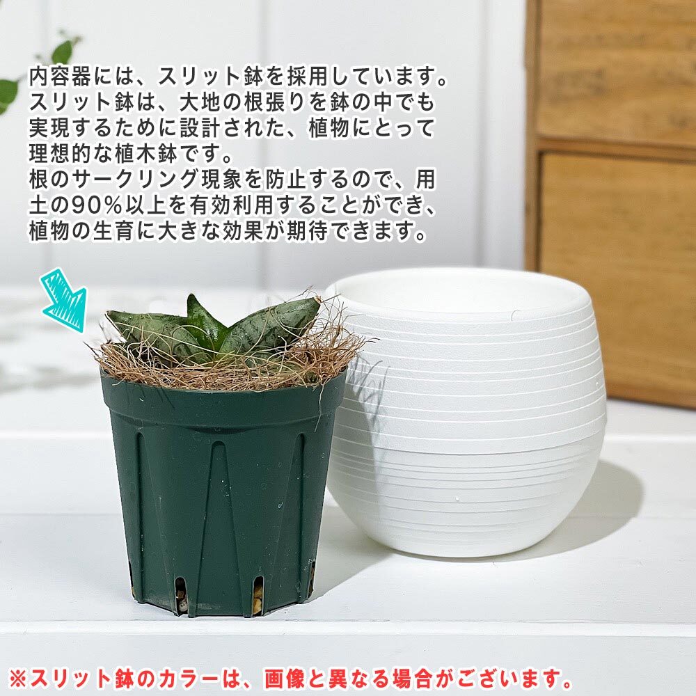 PLANCHU 多肉植物 サンセベリア ボンセレンシス スーパードワーフ 3号丸鉢 受け皿付き 育て方説明書付き Sansevieria ‘Boncellensis Super Dwarf’ サンスベリア