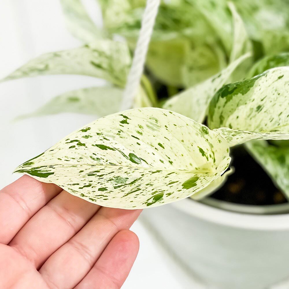 PLANCHU 観葉植物 ポトス マーブルクイーン 5号鉢 樹脂製ハンギング鉢カバー付き 育て方説明書付き エピプレムナム アロイド
